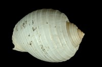 藏品(鶉螺)的圖片